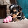 KONG Puppy ���� ����� XS