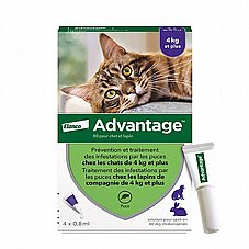 advantage ��������' �������  ������ ������� ����� ��� 4 �"�