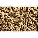 ������� �������� 25 �"� ������� 