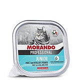 morondo ������ 100 ��` ���� ���� (����) ������� ����� ���� ��� ����