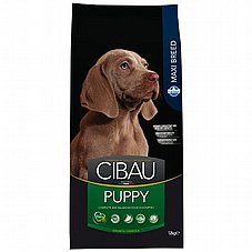 Cibau ����� 12 �"� ���� ��� ������ ����� ���� ����