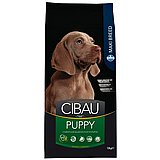 Cibau ����� 12 �"� ���� ��� ������ ����� ���� ����