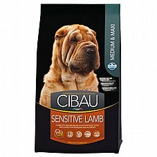 Cibau ����� 12 �"� ���� ��� ������ ������ ���� ��� ����� (������)
