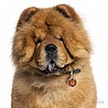 תג שם CHOW CHOW-MF10