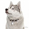 �� �� HUSKY-MF13