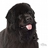 תג שם NEWFOUNDLAND-MF17
