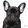תג שם FRENCH BULLDOG BLACK-MF24
