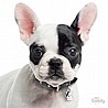 תג שם FRENCH BULLDOG WHITE-MF24