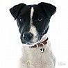תג שם JACK RUSSEL BLACK-MF25