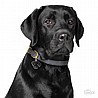 �� �� LABRADOR BLACK-MF31