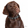 תג שם LABRADOR BROWN-MF31