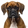 �� �� BOXER BLACK AND BROWN-MF34