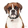 תג שם BOXER WHITE AND BROWN-MF34