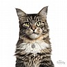 תג שם MAINE COON GREY-MF39