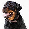 תג שם ROTTWEILER-MF52