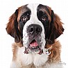 תג שם SAINT BERNARD-MF53