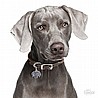 תג שם WEIMARANER-MF62