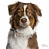 תג שם AUSTRALIAN SHEPHERD BROWN-MF75