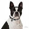 תג שם BOSTON TERRIER-MF70