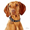 תג שם VIZSLA-MF72