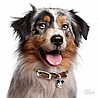 �� �� AUSTRALIAN SHEPHERD-MF75
