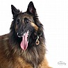�� �� BELGIAN SHEPHERD-MF83