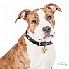 PITBULL WHITE BROWN-MF06