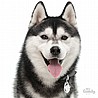 HUSKY BLACK-MF13