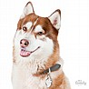 HUSKY BROWN-MF13