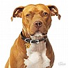 AMSTAFF BROWN-MF80