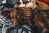  - Kennel Cough
